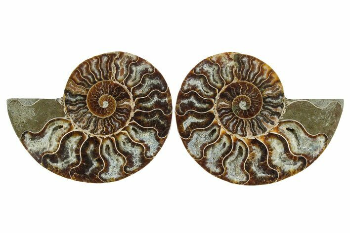 Cut & Polished Crystal-Filled Ammonite Fossil - Madagascar #354152